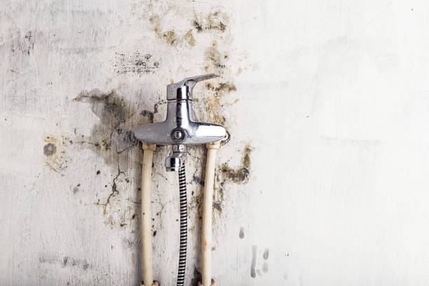 Best Best Mold Removal Companies  in Fairfield Bay, AR