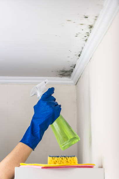 Best Certified Mold Removal  in Fairfield Bay, AR