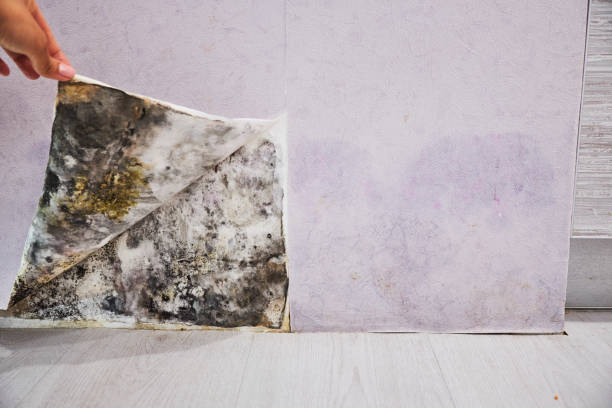 Best Local Mold Removal Service  in Fairfield Bay, AR